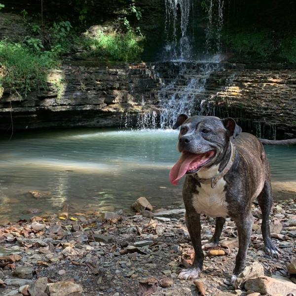 Dog waterfall